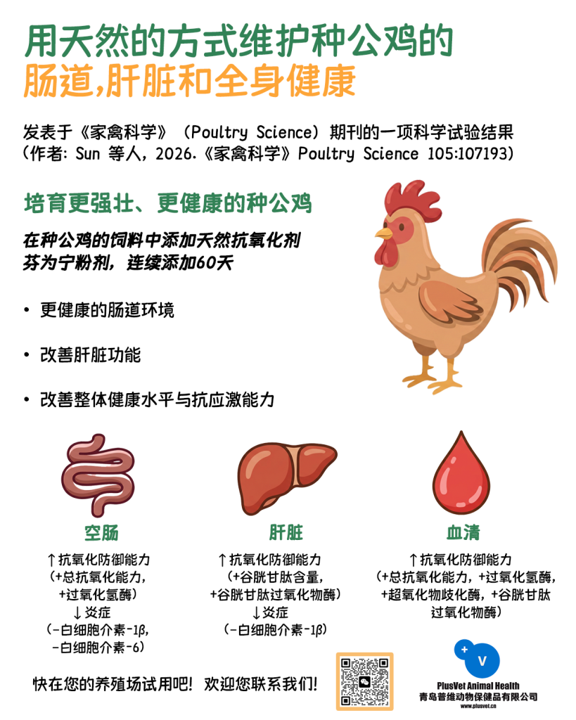 天然方式维护种公鸡的肠道、肝脏和全身健康