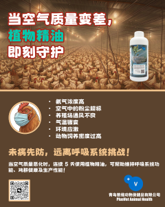 别等到鸡群出现咳嗽才采取行动！