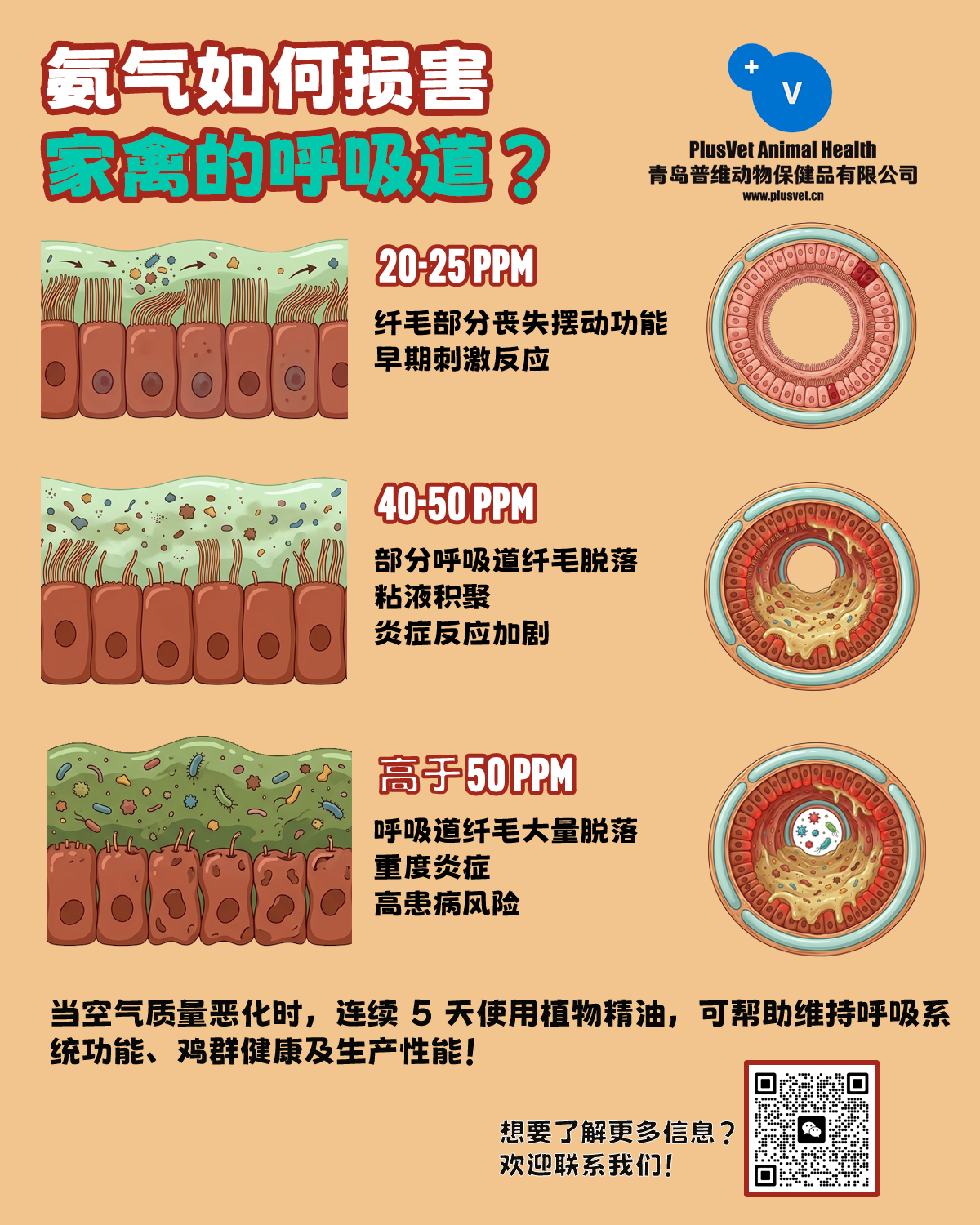 我们整理了一份不同氨气浓度对家禽呼吸道影响的信息图，说明了不同氨气浓度下家禽气道内发生的情况。