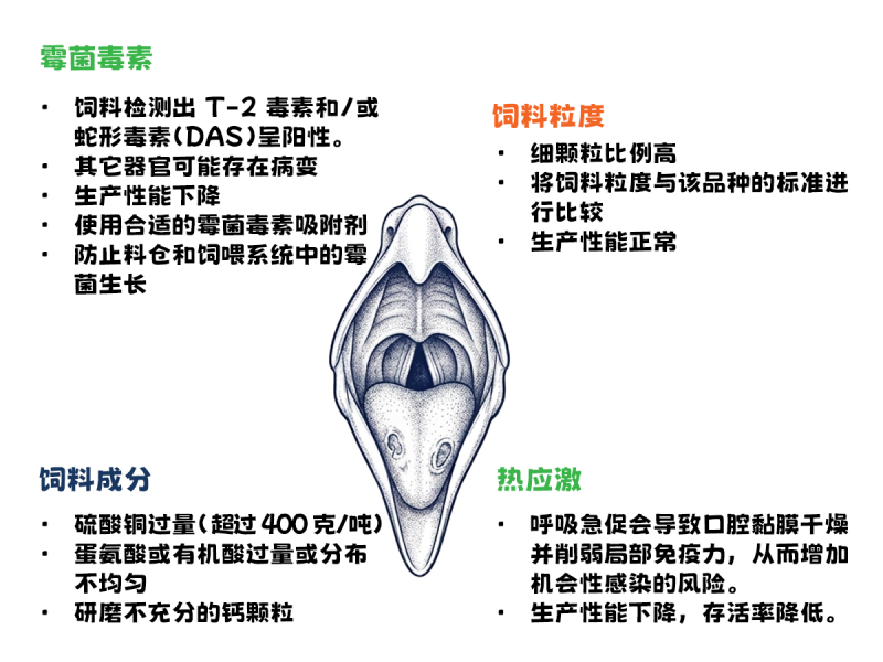 蛋鸡口腔病变的鉴别诊断