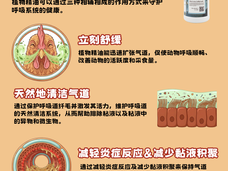 植物精油可以通过三个核心的作用方式，在寒冷季节，天然地守护养殖动物的呼吸系统健康