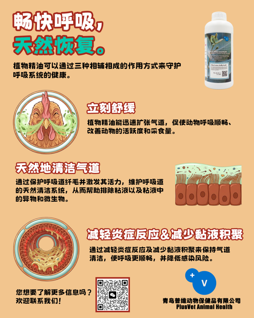 植物精油可以通过三个核心的作用方式，在寒冷季节，天然地守护养殖动物的呼吸系统健康